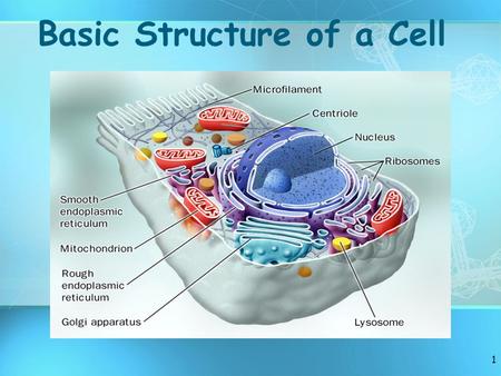 1 Basic Structure of a Cell History of Cell Theory mid 1600s – Anton van Leeuwenhoek –Improved microscope, observed many living cells mid 1600s – Robert.