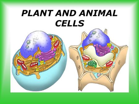 PLANT AND ANIMAL CELLS.