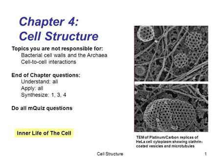 Cell Structure1 Chapter 4: Cell Structure Topics you are not responsible for: Bacterial cell walls and the Archaea Cell-to-cell interactions End of Chapter.