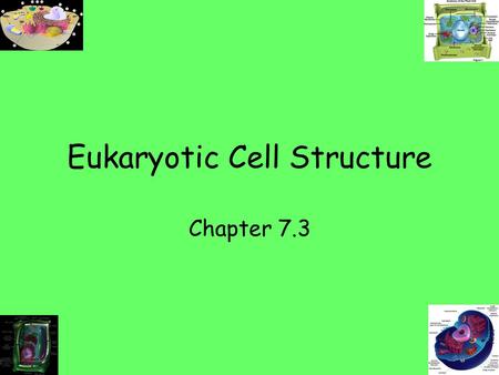 Eukaryotic Cell Structure