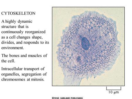 CYTOSKELETON A highly dynamic structure that is continuously reorganized as a cell changes shape, divides, and responds to its environment. The bones and.