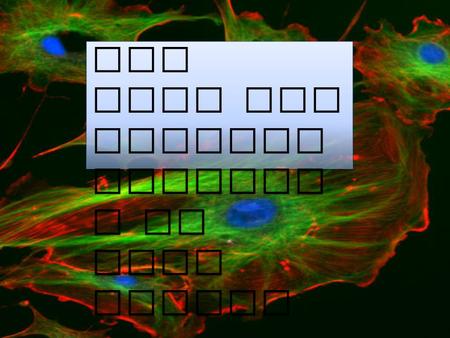 The Cell and Charact eristic s of Life Review cell membrane nucleus nuclear membranecytoplasm cell wallchloroplastvacuolemitochondrion Gel-like fluid.