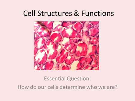 Cell Structures & Functions Essential Question: How do our cells determine who we are?