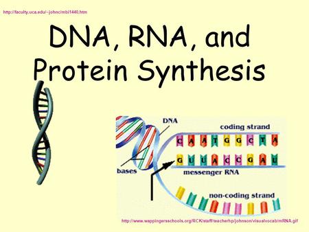 DNA, RNA, and Protein Synthesis