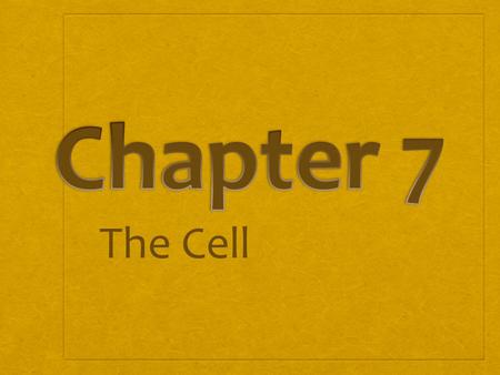 Chapter 7 The Cell.