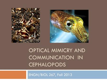 OPTICAL MIMICRY AND COMMUNICATION IN CEPHALOPODS ENGN/BIOL 267, Fall 2013