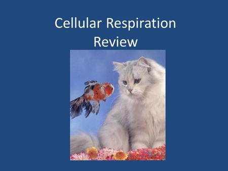 Cellular Respiration Review