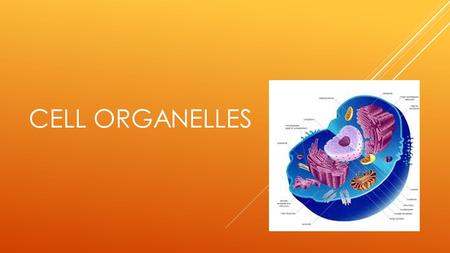 CELL ORGANELLES. MITOCHONDRIA  Creates energy for the cell using cellular respiration  Found floating in the cytoplasm  Has of two membranes  Cell.