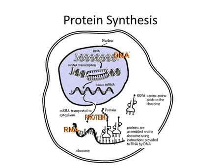 Protein Synthesis.