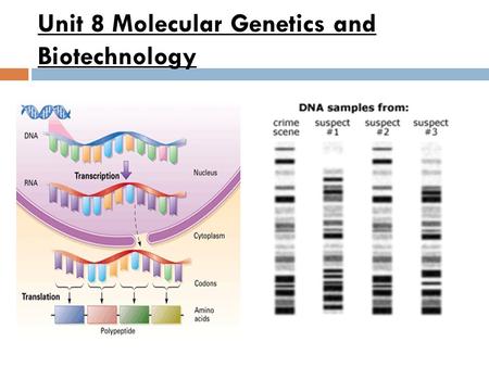 Unit 8 Molecular Genetics and Biotechnology Main Idea DNA codes for RNA, which guides protein synthesis From Genes to Genetic expression (The central.