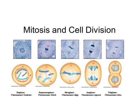 Mitosis and Cell Division