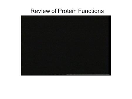 Review of Protein Functions. Protein Synthesis  Protein synthesis is divided into two phases: TRANSCRIPTION and TRANSLATION  Transcription A.RNA polymerase.