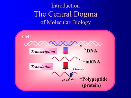 Introduction The Central Dogma of Molecular Biology