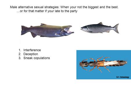 Male alternative sexual strategies: When your not the biggest and the best. …or for that matter if your late to the party 1.Interference 2.Deception 3.Sneak.