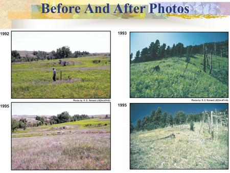 Before And After Photos. Oberea – spurge root boring beetle  adults: late May – July  rapidly disperse by flying  lay eggs on large spurge stems 