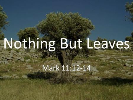 Nothing But Leaves Mark 11:12-14. What Jesus Sought and Seeks Of the fig tree – Fruit Of the Jewish nation – Fruit Of Christians today - Fruit.