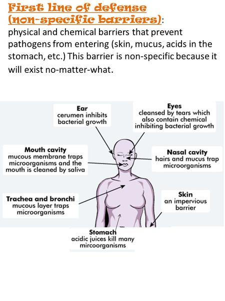 First line of defense (non-specific barriers) : physical and chemical barriers that prevent pathogens from entering (skin, mucus, acids in the stomach,