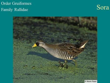 Sora Order Gruiformes Family Rallidae. Purple Gallinule Order Gruiformes Family Rallidae.