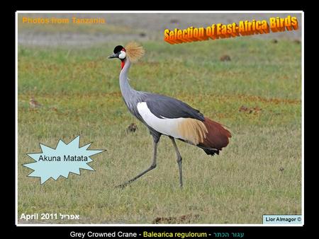 Lior Almagor © עגור הכתר - Grey Crowned Crane - Balearica regulorum Photos from Tanzania אפריל 2011 April Akuna Matata.