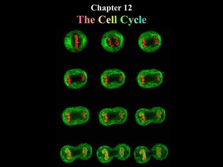 Chapter 12 The Cell Cycle.