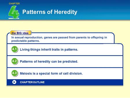 Patterns of Heredity CHAPTER the BIG idea CHAPTER OUTLINE In sexual reproduction, genes are passed from parents to offspring in predictable patterns. Living.