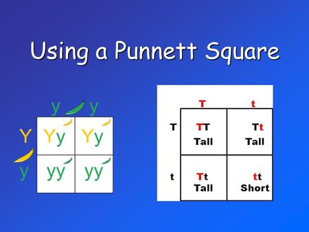 Using a Punnett Square.