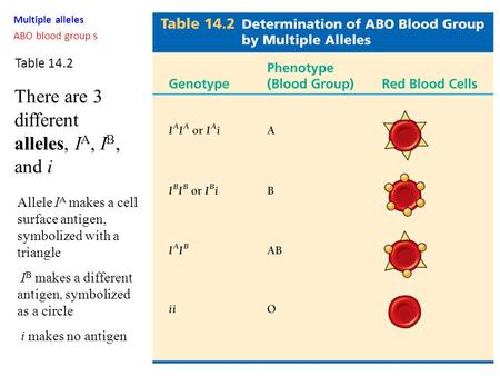 There are 3 different alleles, IA, IB, and i