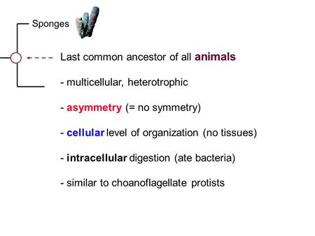 Last common ancestor of all animals - multicellular, heterotrophic