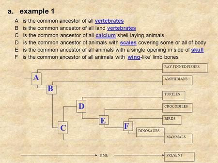 A. example 1 A is the common ancestor of all vertebrates RAY-FINNED FISHES AMPHIBIANS MAMMALS TURTLES CROCODILES BIRDS DINOSAURS TIME PRESENT A B C D E.