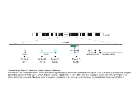 Supplemental Figure 1: Genomic region targeted in lemurs Schematic of the candidate human X inactivation center region is shown below the chromosome ideogram.