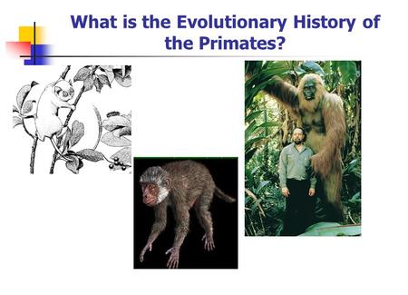 What is the Evolutionary History of the Primates?