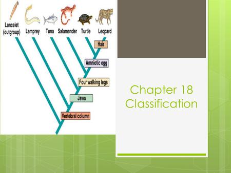 Chapter 18 Classification