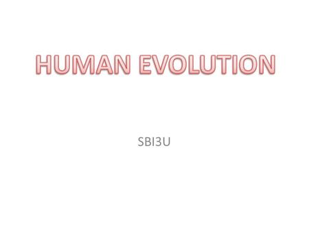 SBI3U. 3 Physical Characteristics 1. very large brain to body ratio 2. hands are capable of fine manipulation and coordination 3. walk upright (bipedal),