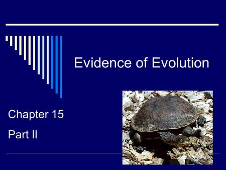 Evidence of Evolution Chapter 15 Part II.