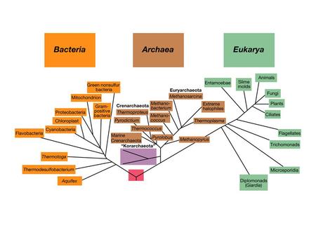 Bacteria Proteobacteria Purple phototrophic bacteria Bacteriochlorophyll Carotenoids.