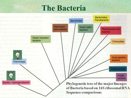 The Bacteria Phylogenetic tree of the major lineages of Bacteria based on 16S ribosomal RNA Sequence comparisons.