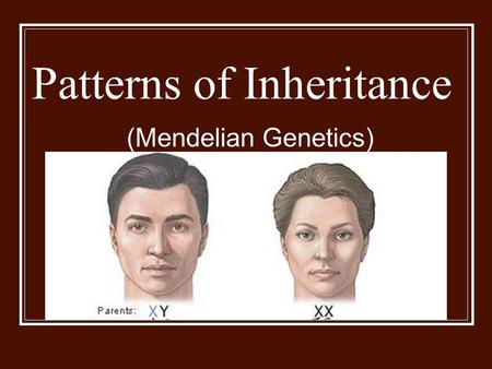 Patterns of Inheritance (Mendelian Genetics). Gregor Mendel 1890’s Central European Monk Conducted research on pea plants Used garden peas Easy to grow.