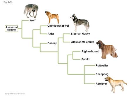 Wolf Chinese Shar-Pei Ancestral canine Akita Siberian Husky