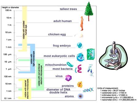 Adult human tallest trees chicken egg frog embryo most eukaryotic cells mitochondrion most bacteria virus proteins atoms diameter of DNA double helix.