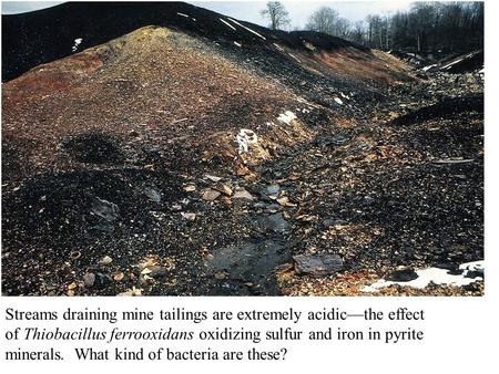 Streams draining mine tailings are extremely acidic—the effect of Thiobacillus ferrooxidans oxidizing sulfur and iron in pyrite minerals. What kind of.