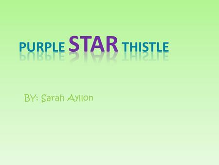 BY: Sarah Ayllon Purple star thistle Centaurea calcitrapa  Kingdom: Plants ( Plantae )  Phylum:  Class: Magnoliopsida.