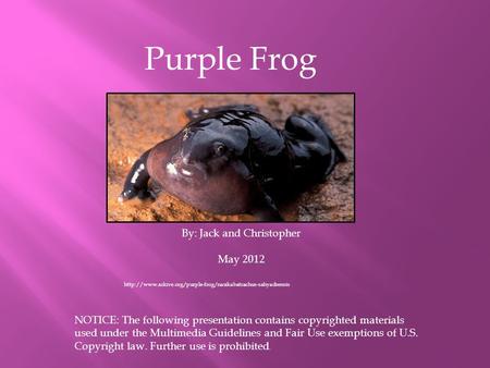 Purple Frog By: Jack and Christopher May 2012 NOTICE: The following presentation contains copyrighted materials used under the Multimedia Guidelines and.