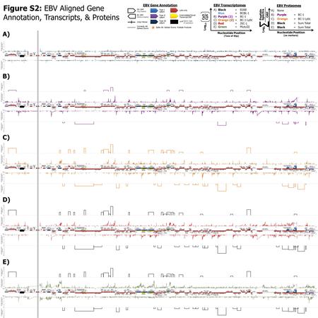 EBV Transcriptomes A) Black = BJAB Blue = BCBL-1 B)Purple (2)= BC-1 C)Orange (2)= BC-1 Lytic D)Red = JSC-1 E)Green = MutuIII Log 10 Nucleotide Position.