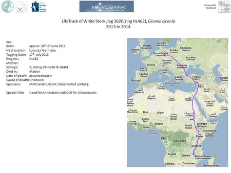 LifeTrack of White Stork,tag 3020(ring HL462), Ciconia ciconia 2013 to 2014 Sex: Born: approx. 20 th of June 2013 Nest location: Loburg / Germany Tagging.