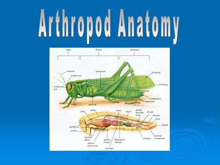 most diverse group of invertebrates (1,130,000 species) 75% of all animal species jointed appendages – important characteristic - adapted for walking,