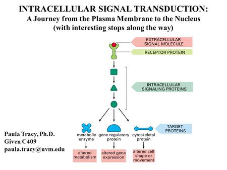 INTRACELLULAR SIGNAL TRANSDUCTION: A Journey from the Plasma Membrane to the Nucleus (with interesting stops along the way) Paula Tracy, Ph.D. Given C409.