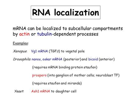 RNA localization mRNA can be localized to subcellular compartments by actin or tubulin-dependent processes Examples: Xenopus: Vg1 mRNA (TGF  ) to vegetal.