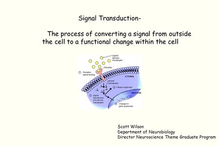 Signal Transduction- The process of converting a signal from outside the cell to a functional change within the cell Scott Wilson Department of Neurobiology.