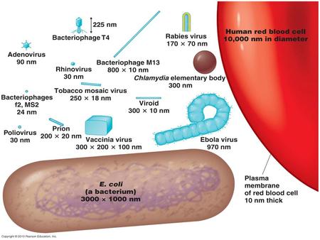 SIZE - MEASURED IN NANOMETERS SUB-LIGHT MICROSCOPIC 4 MAJOR GROUPS 1. ANIMAL 2. PLANT 3. BACTERIAL 4. VIRUSES OF EUCARYOTIC MICROBES FUNGI AND PROTISTA.