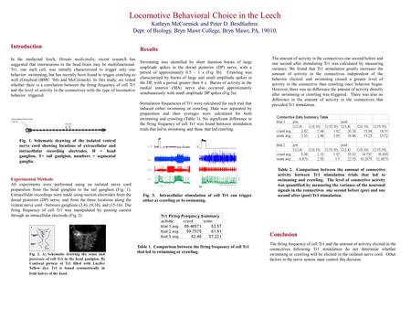 Locomotive Behavioral Choice in the Leech Kathryn McCormick and Peter D. Brodfuehrer. Dept. of Biology, Bryn Mawr College, Bryn Mawr, PA, 19010. Introduction.